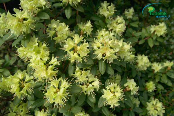 Rhododendron Princess Ann